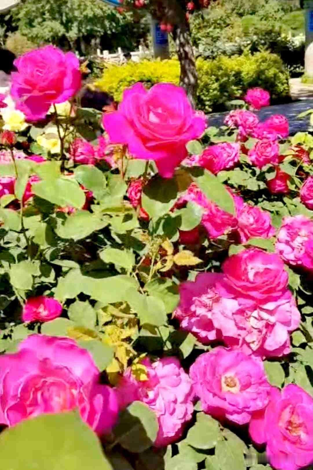 初夏的六月，
处处风景如画。

花卉园的月季盛开了，
粉红粉红非常艳丽。

让人