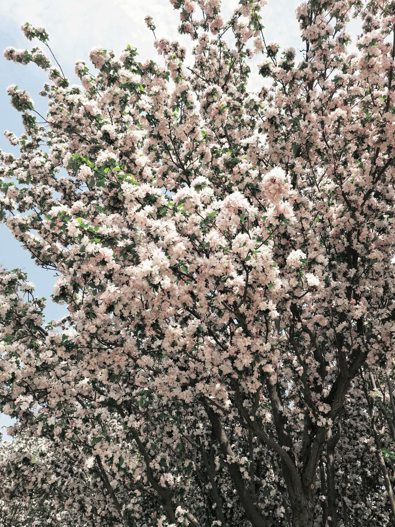 我要上精选-全民写作大赛武清是一个美丽的地方，这里地处华北平原，人杰地灵，走出过