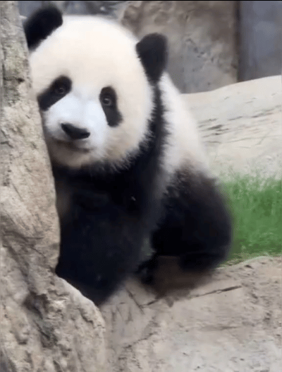 熊猫守护者[超话]愿我们都能，在风雨里收获成长，更笃定更明媚，更温暖，愿我们遇见