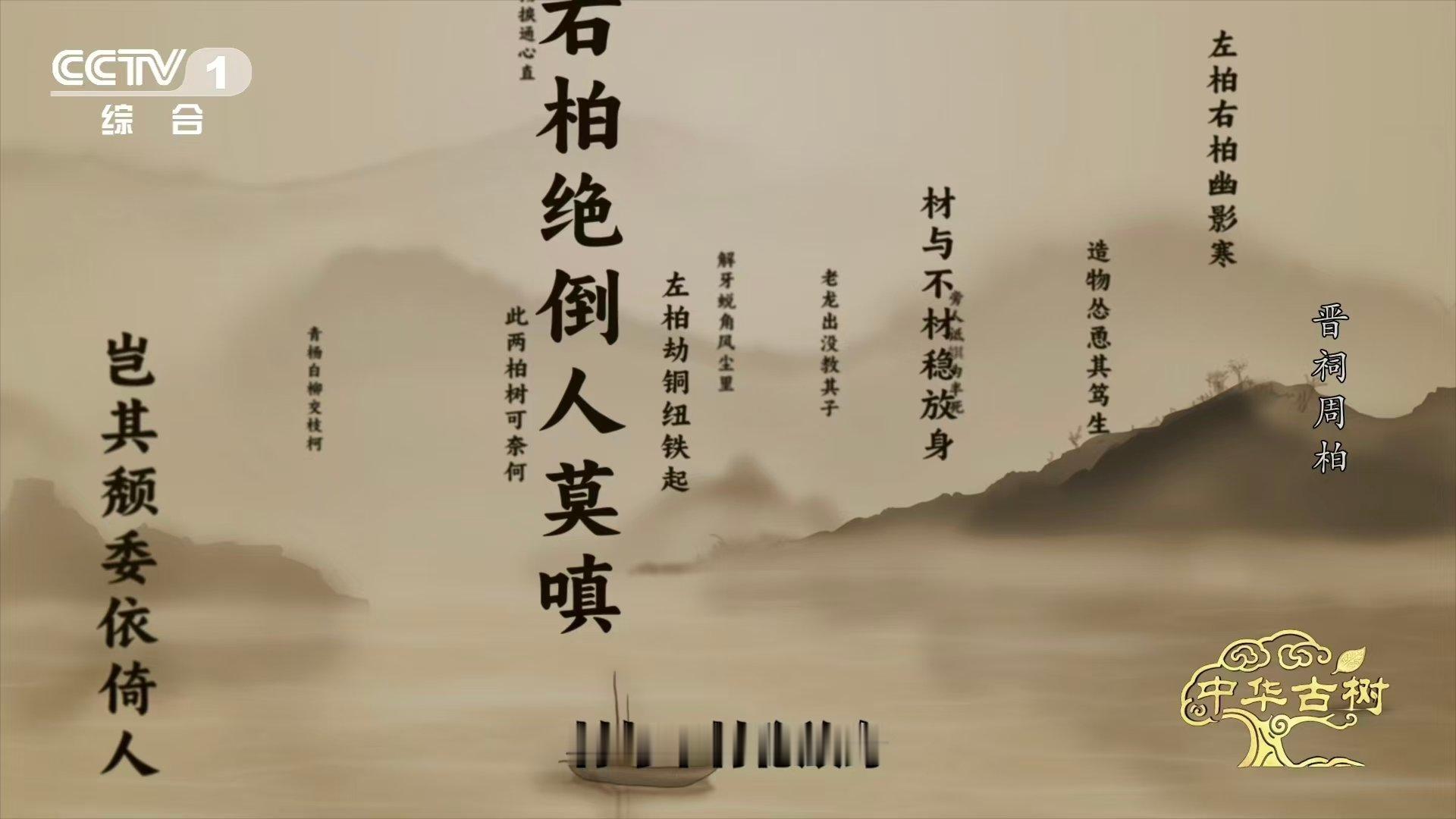 3000岁古树横着长的秘诀 3000岁古柏躺着长了数百年 三千年古柏横卧晋祠，岁