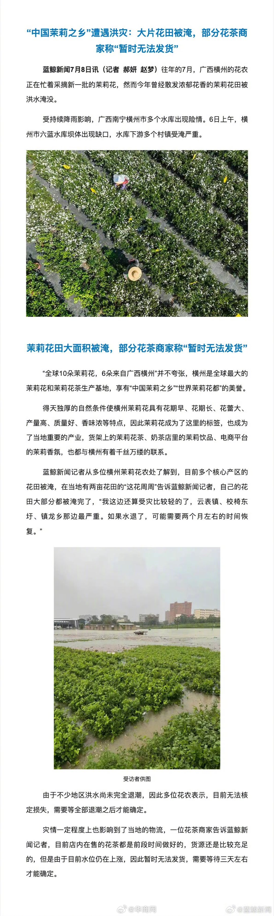 【#大量茉莉花报废产生连锁反应#，#花农称茉莉花田恢复还需两个月#】受持续降雨影