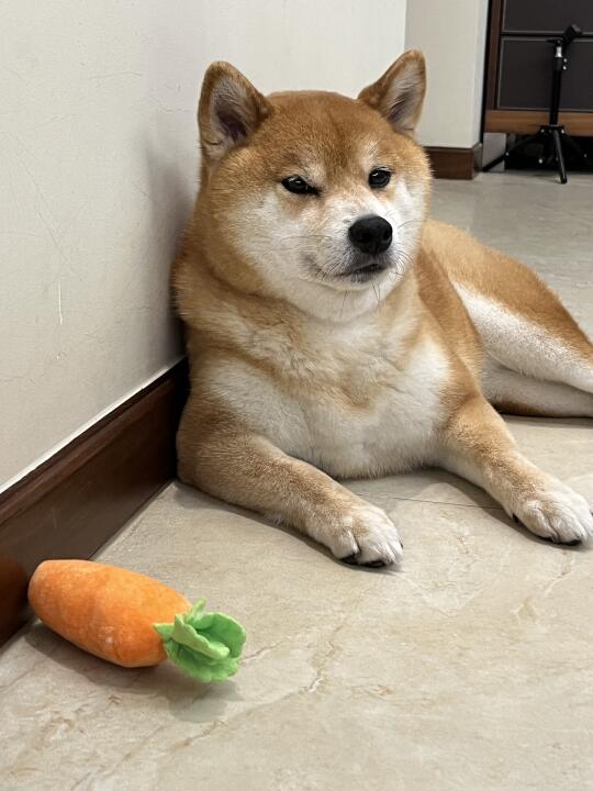 黄兔子走哪带哪的胡萝卜🥕