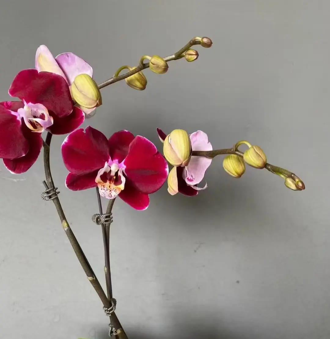 蝴蝶兰 爱生活爱养花 养花人 今日分享