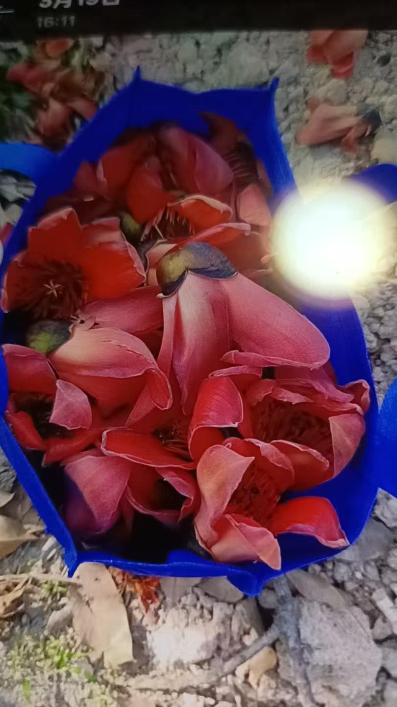 广东木棉花真漂亮啊！