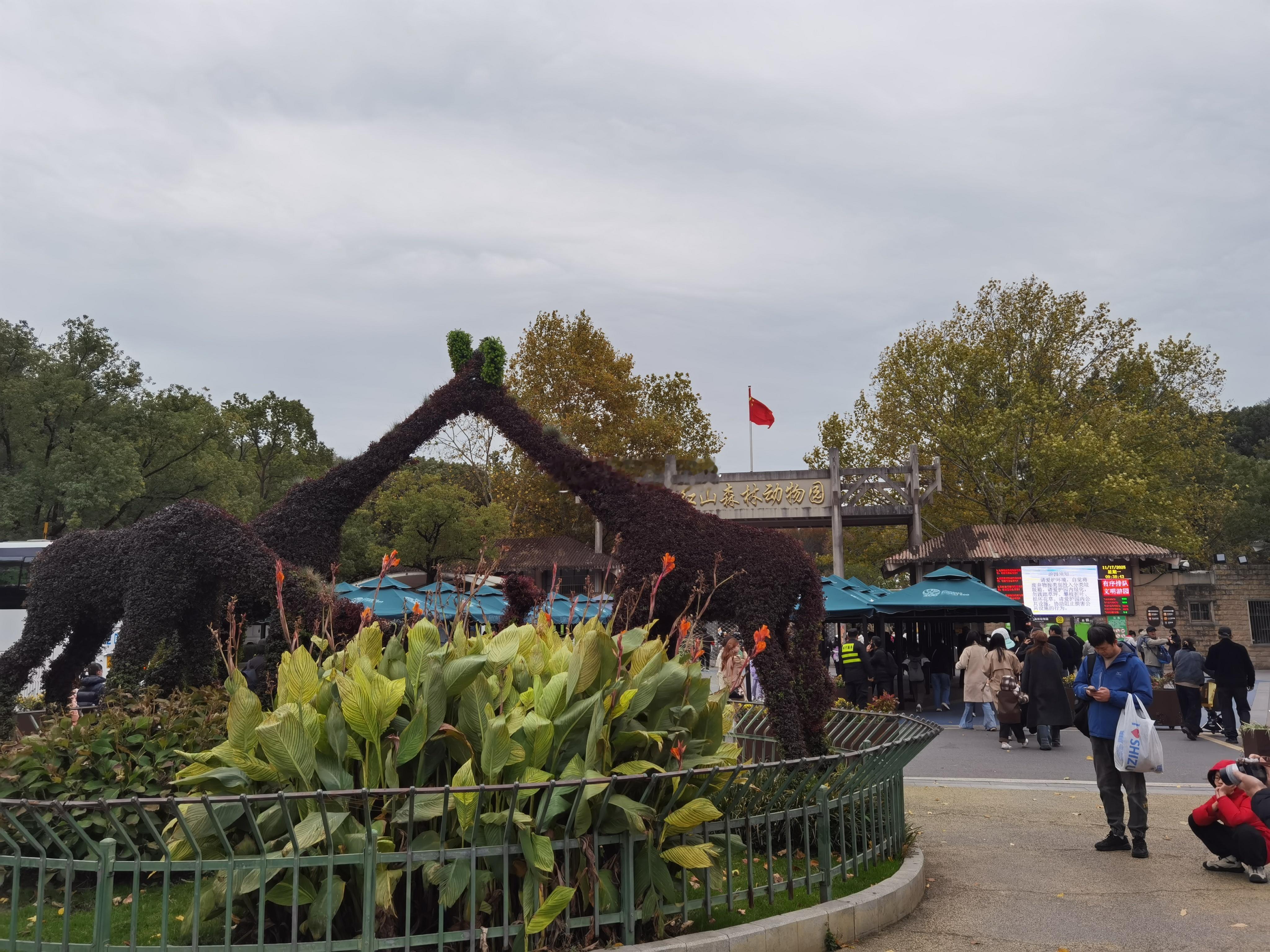 今天的红山动物园，“秋假大军”叠加“秋游大军”。虽然有寒潮，但一点都不感觉冷。 