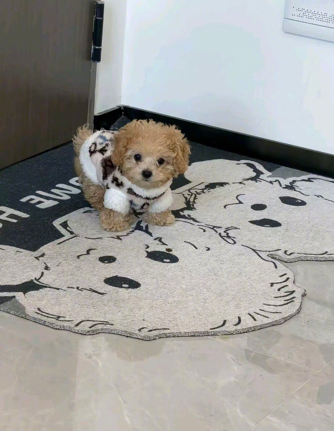 遛狗玩手机的下场be like第一次发现原来小狗也会蜕皮我的幽默灵感片场微博兴趣