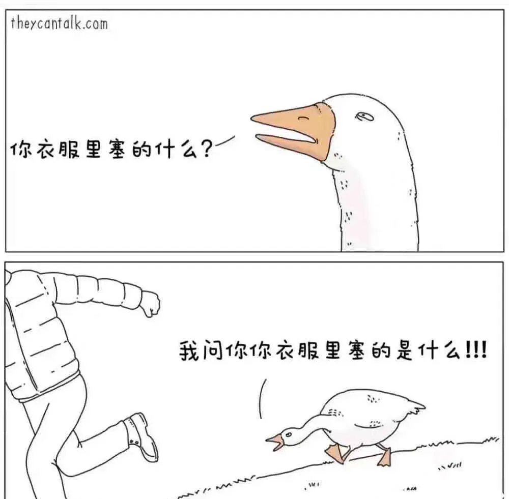 【羽绒服里有鸭毛鹅毛，为什么没有鸡毛？】尽管家鸡是人类最早驯养的家禽且数量众多，
