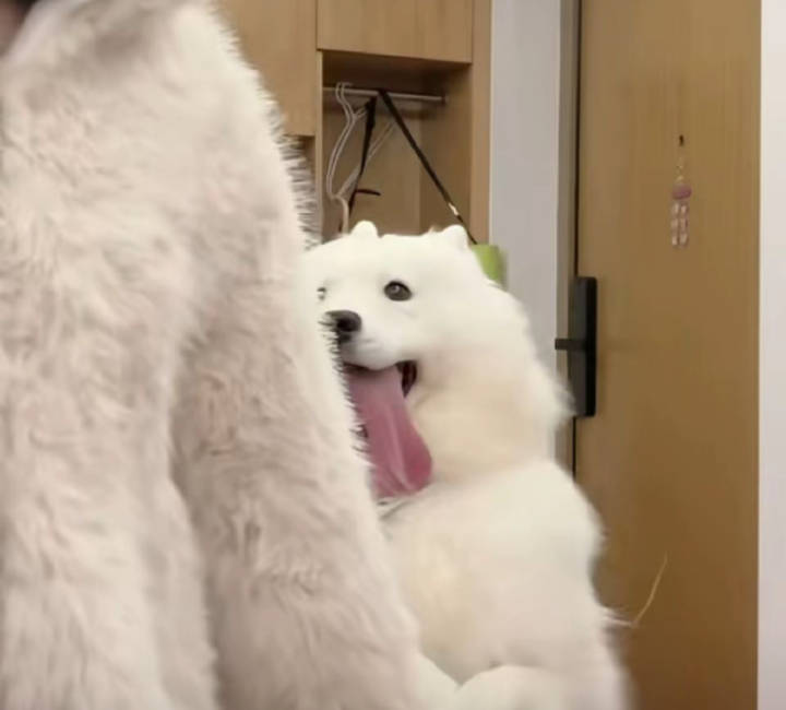 小狗看到主人穿得毛茸茸的反应妈妈！我就知道我是你亲生的 