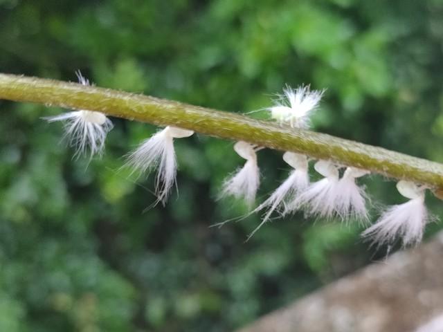 “用手”数年，致肾气亏虚，精关难守，一剂益肾固精汤，助你重振雄风

我的一位患者