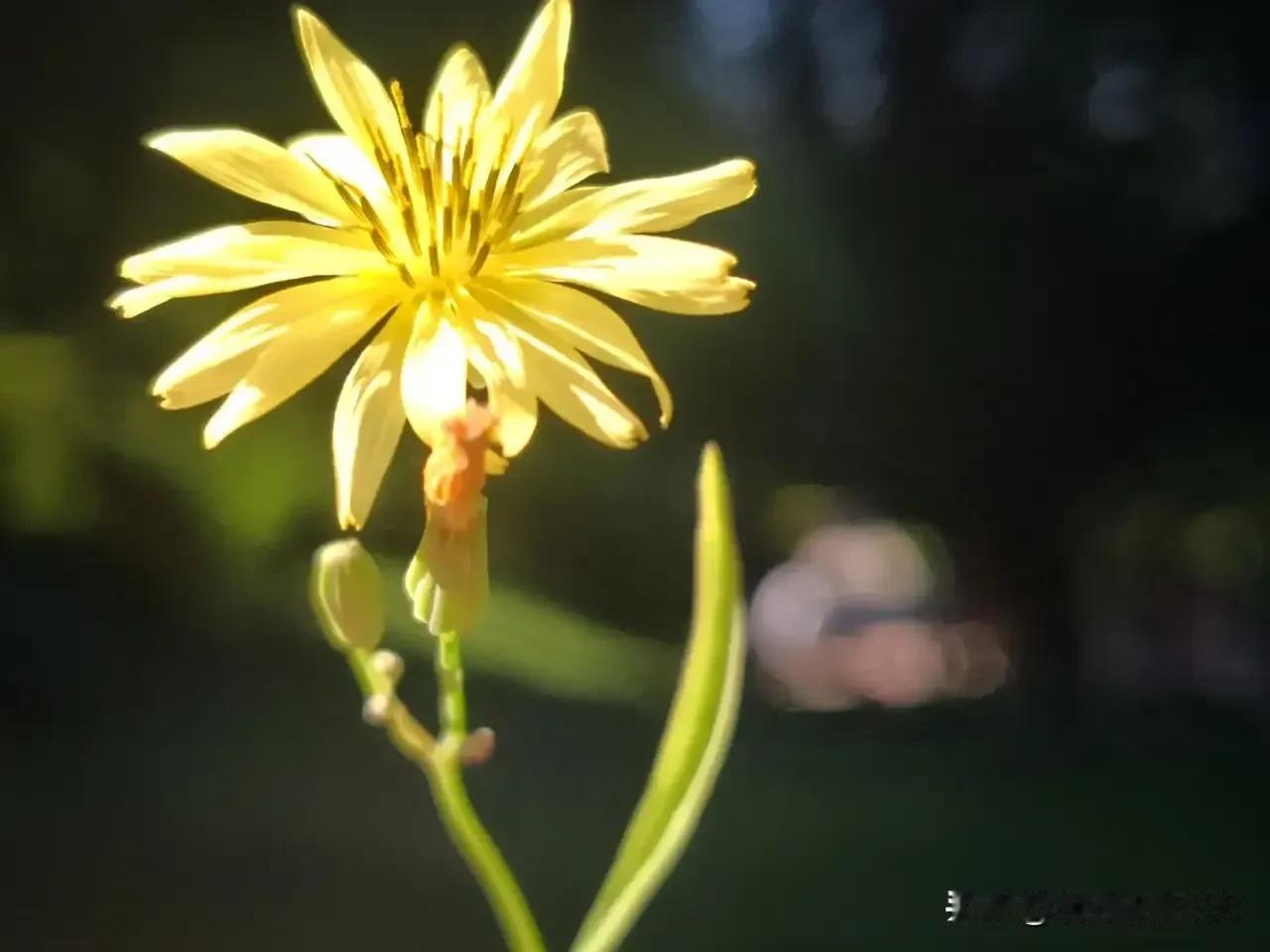 苦菜花的哲理：生活与美好

苦菜花，心虽苦，花却美。这似乎是一个矛盾的存在，但却