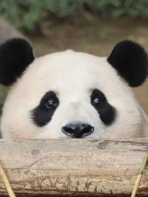 圆滚滚的真赏心悦目啊！！！