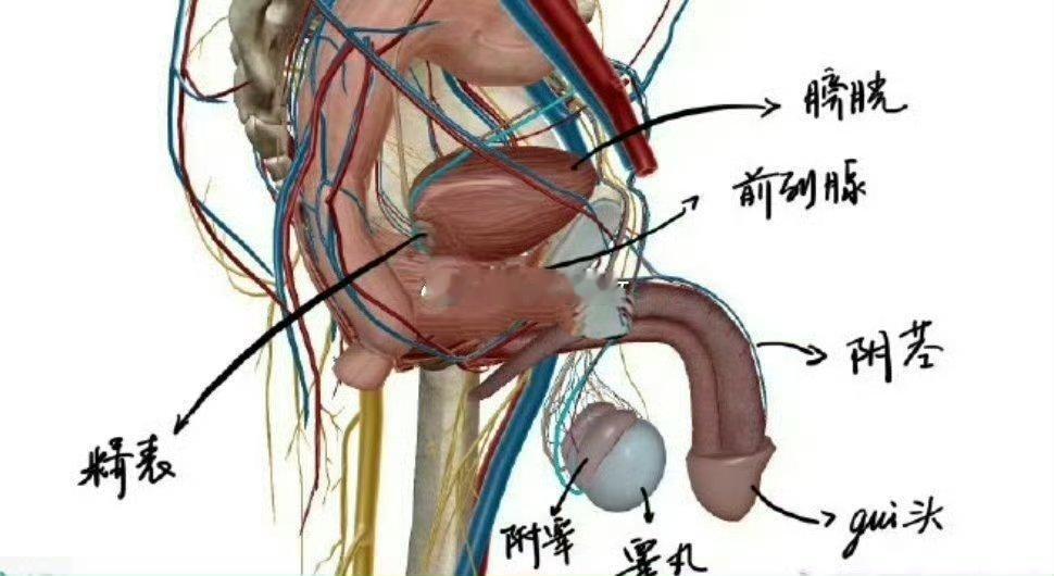 上海一教师猥亵女孩仅被拘留5天阉了吧，我标注的对吗 