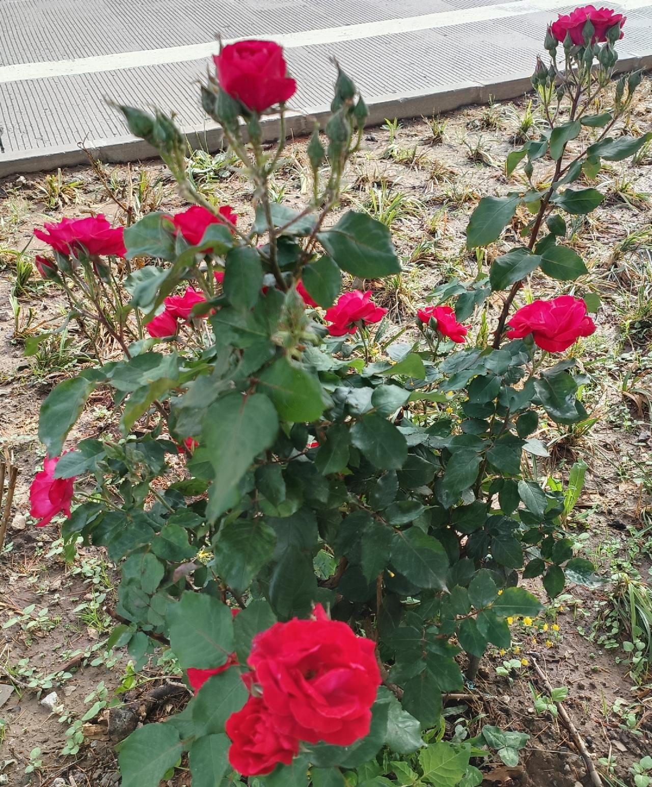 今日520，暖意盈怀，许久未见的同学与挚友仍时时挂念着我。

身为肺腺癌晚期患者