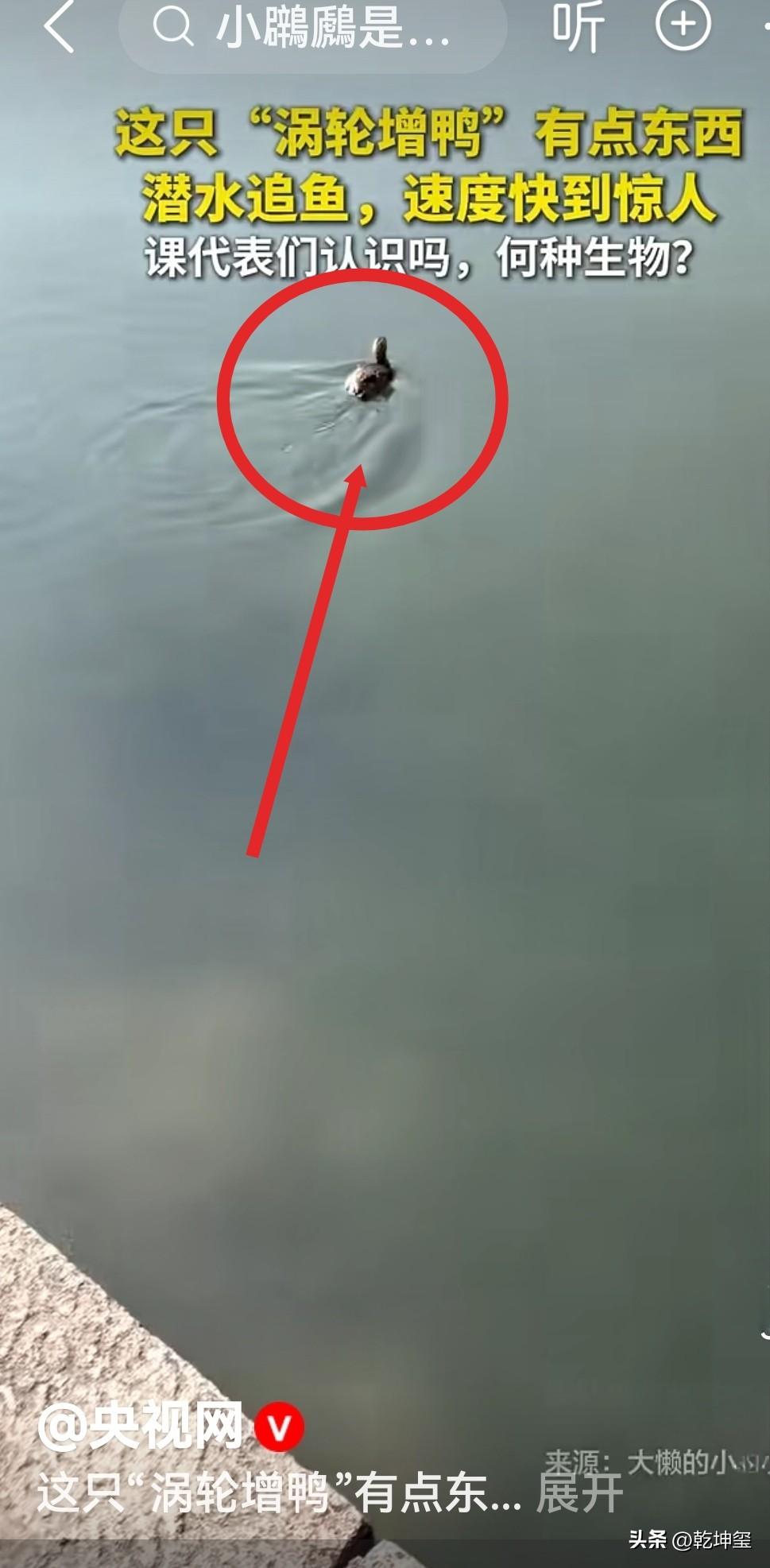 这是几个意思？，大网发布了一个11秒的视频，视频是一只水鸭子在潜水追鱼。速度极快