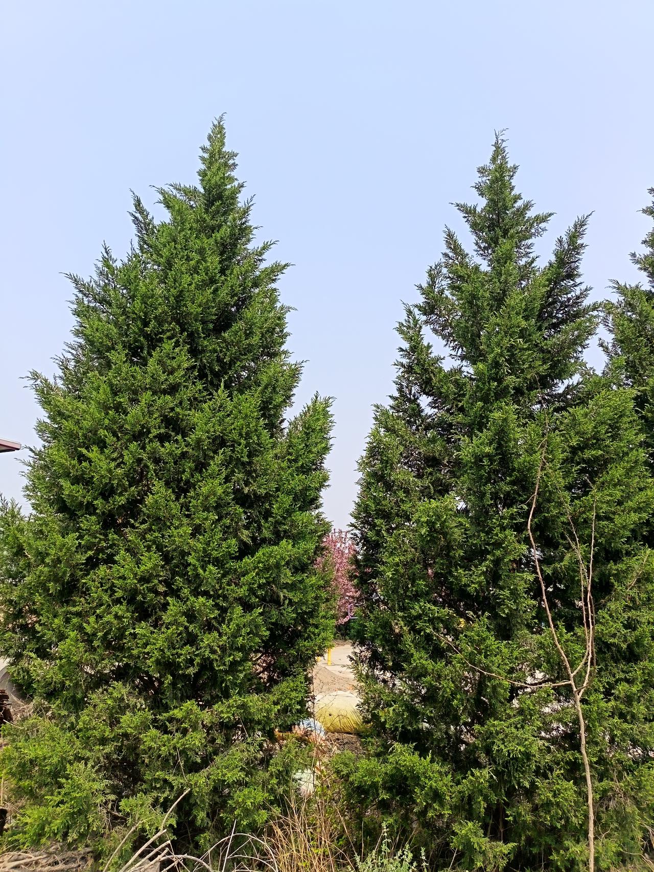 美学者说美政府已失去体制约束 美学者说美政府已失去体制约束，这绝非空穴来风。从美