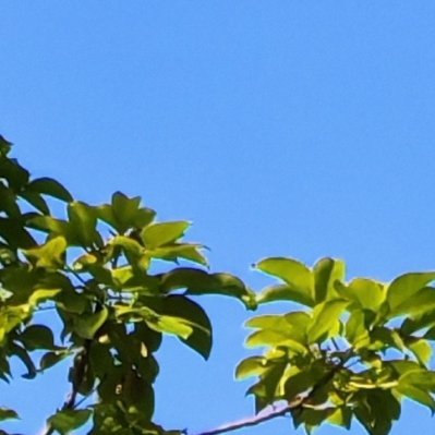 阳光信用 晴空澄澈，枝叶向阳。心怀坦荡，自有清风与暖阳相伴🌞 