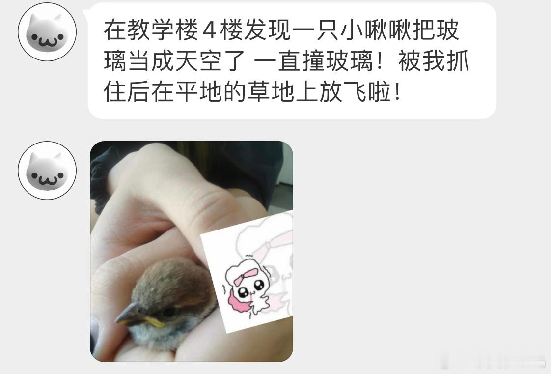 #鸟粉投稿# 把握良鸡环节飞屋里的小麻雀找不到出口一直撞玻璃，被逮住后放飞啦！ 