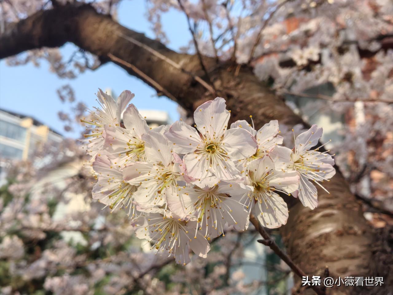 就问你们认识这种花么？这是今天下午在路上走着走着发现的。

就在一家人家的院子里