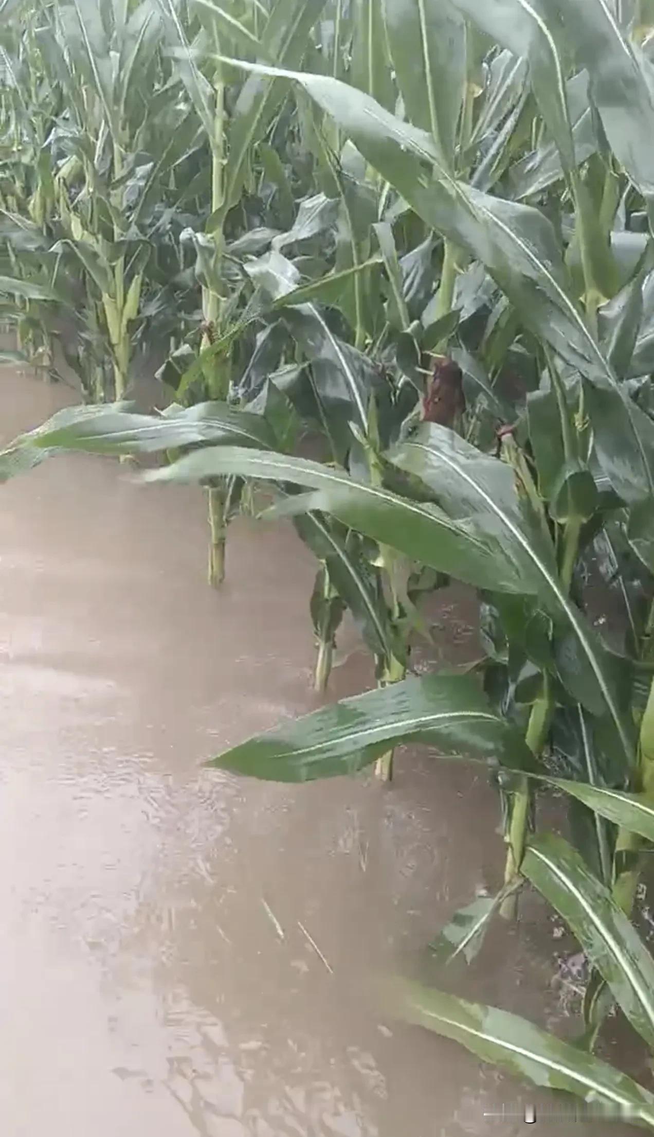 老家低洼地块的庄稼倒霉了，都快淹住玉米棒了！

现在，这场雨还在下，也不知道啥时