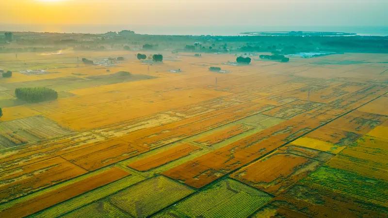 上联：风吹春柳一堤绿，邀下联日照稻浪千里金