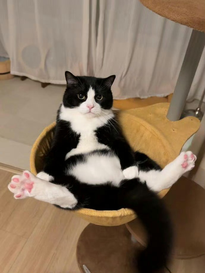【奶牛猫】猫咪，你这么妖娆，不要命了
