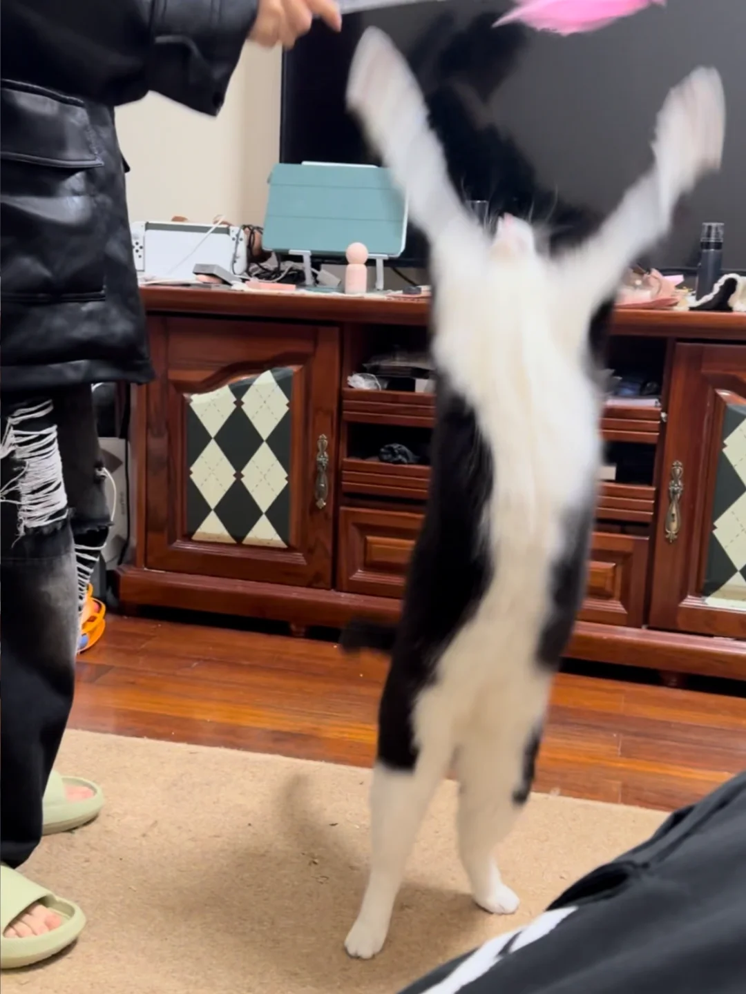 你好 这是我的猫