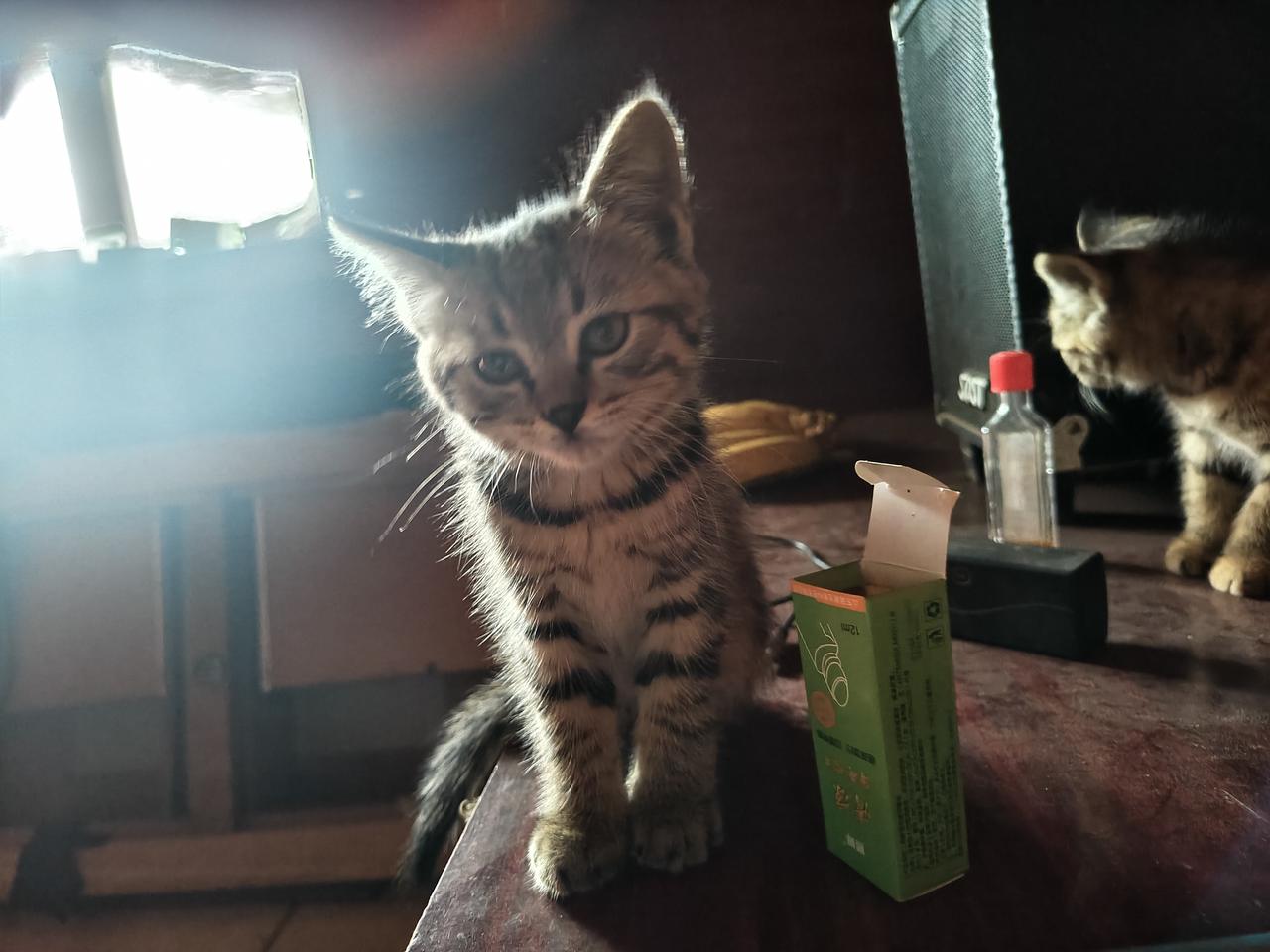 周末回临猗黄豆景村，看到家里多了三只猫咪，我分别给它们取名为:瘦妞，花妞，胖妞。
