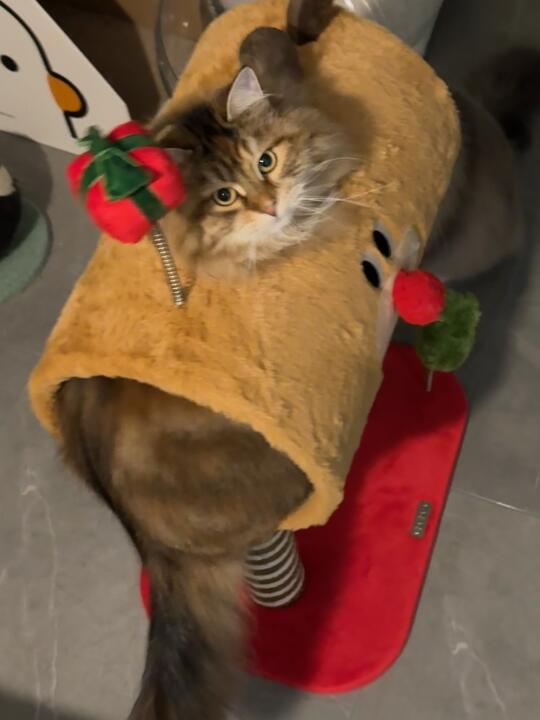 被闲置的猫爬架..