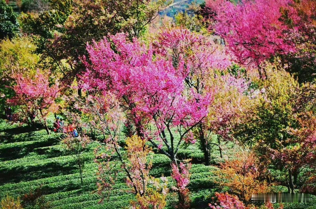 云南冬日奇迹！无量山樱花谷提前解锁春天🌸
 
谁懂啊！当全国都在裹紧羽绒服时，