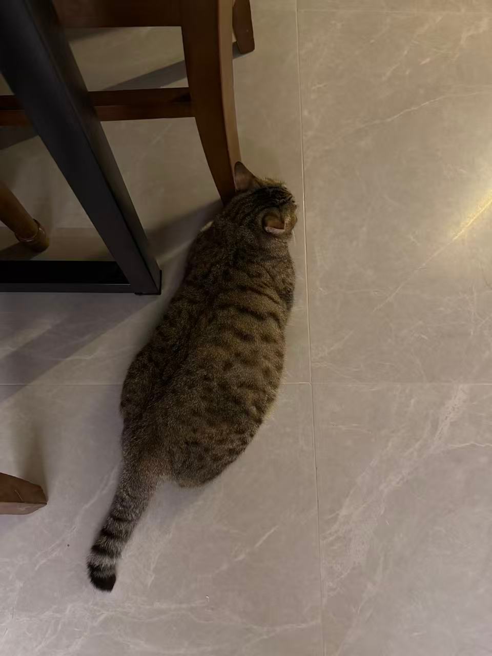 海参猫