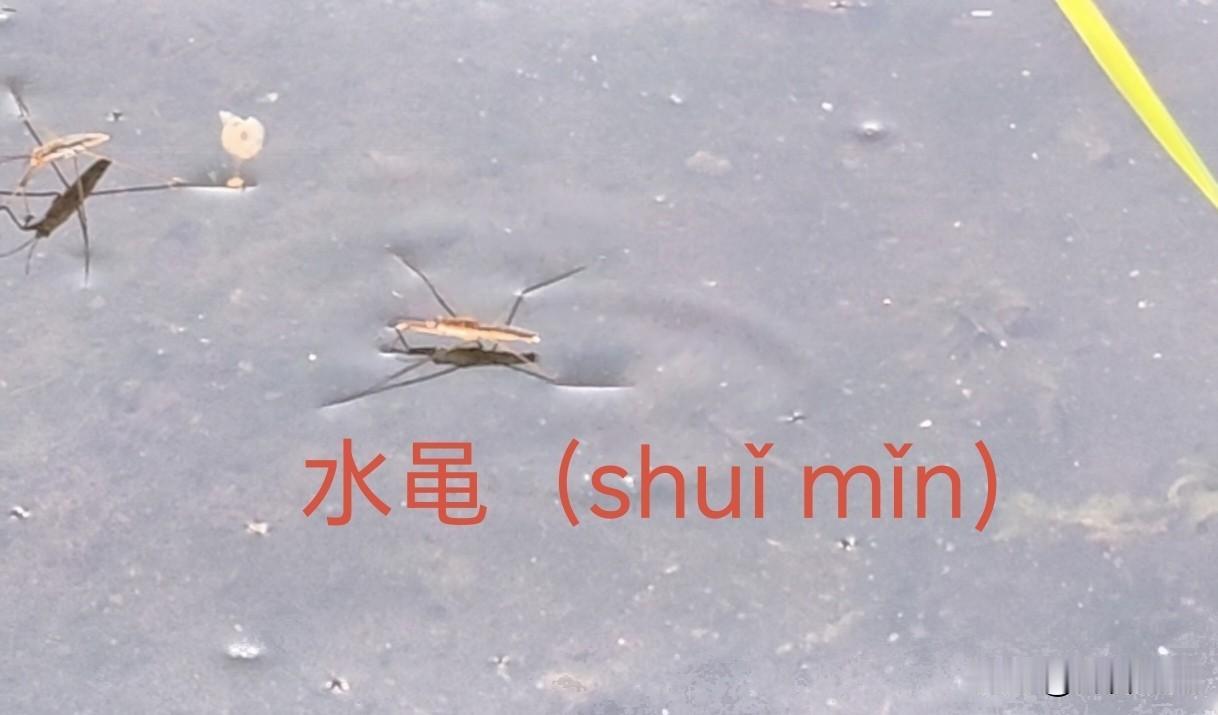 这是水黾（shuǐ mǐn），俗称“卖油郎”、“水蜘蛛”、“水上漂”或“水马”。