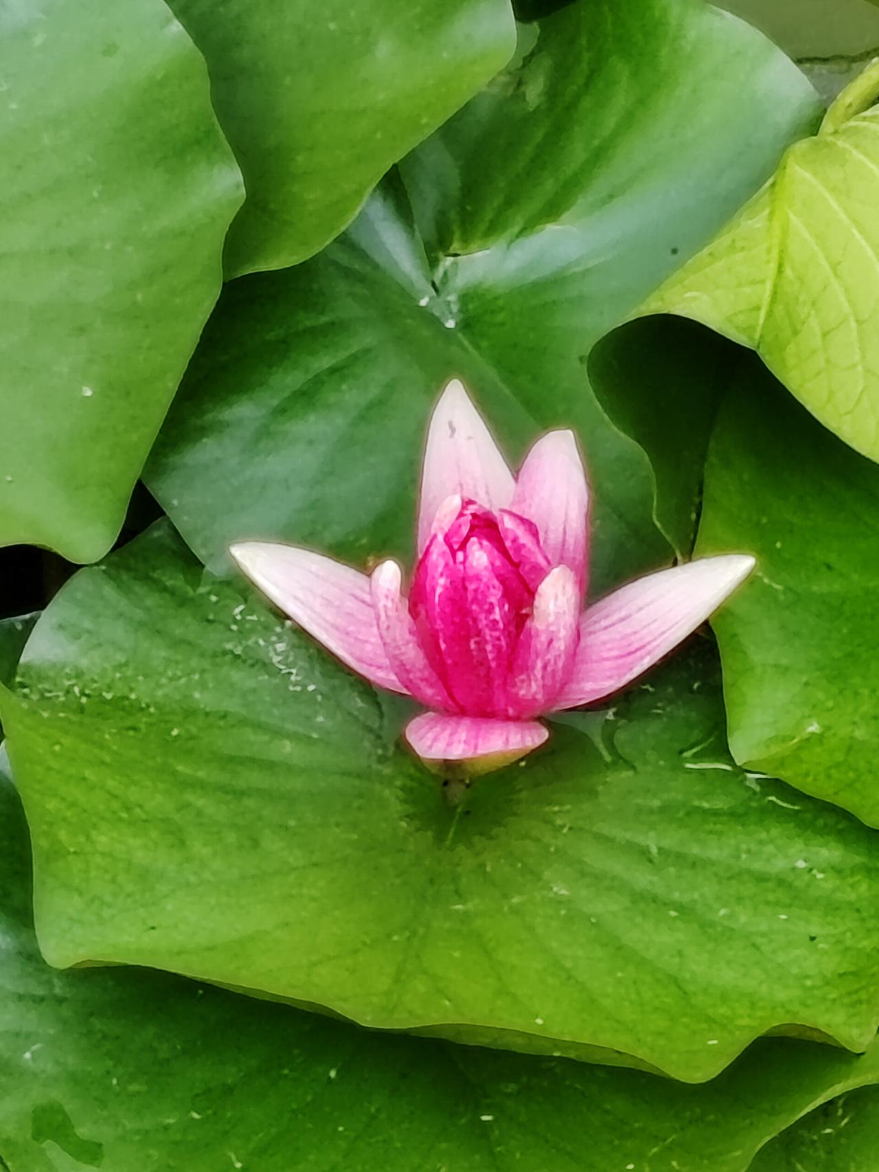 暖雨孕新花