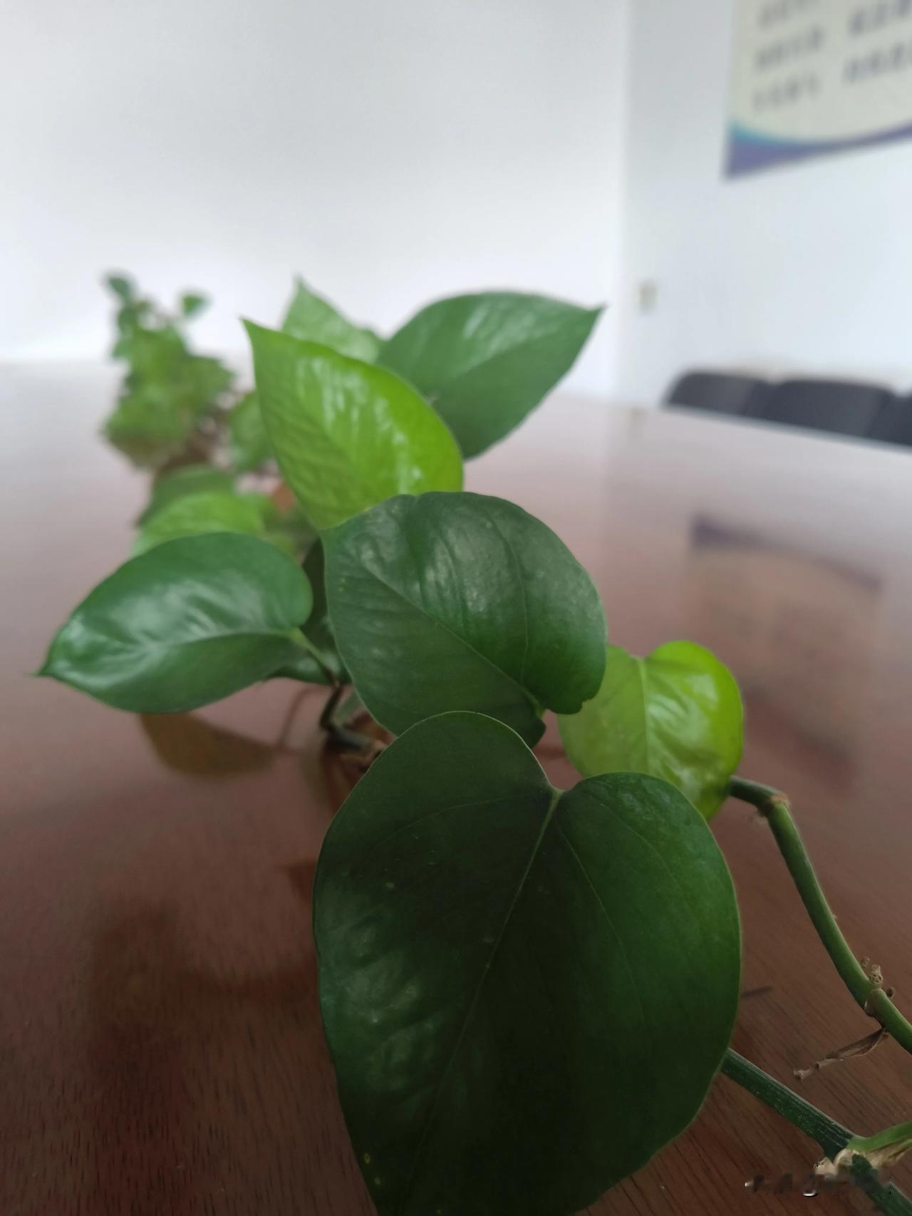 你知道吗，人一旦历练到，不想解释，不想诉苦，不想攀比，不想去证明任何事，失去对热