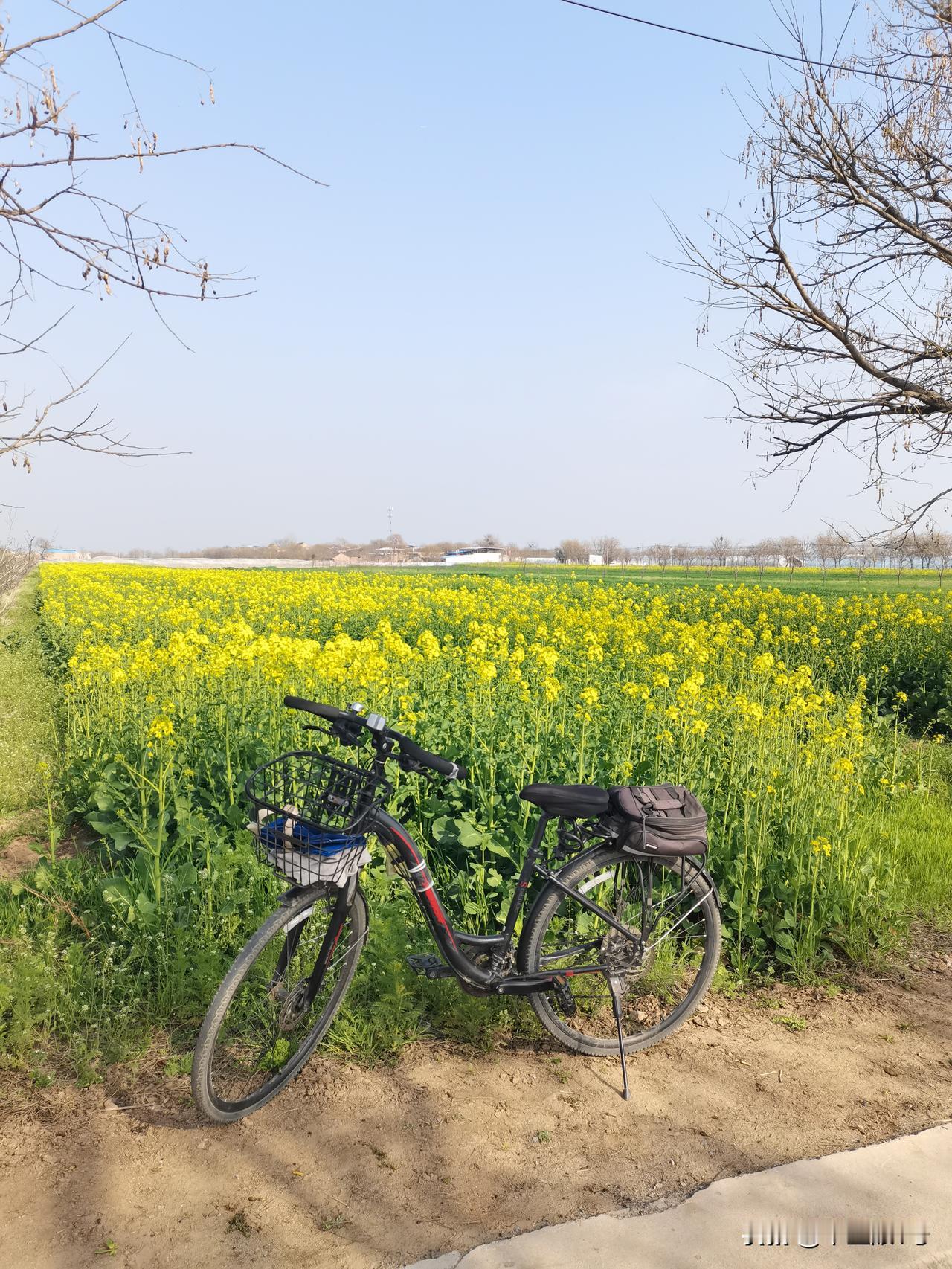 骑行天齐原，黄的菜花，白的杏花，粉的桃花，绿的麦苗，不大的原面好似五彩画。