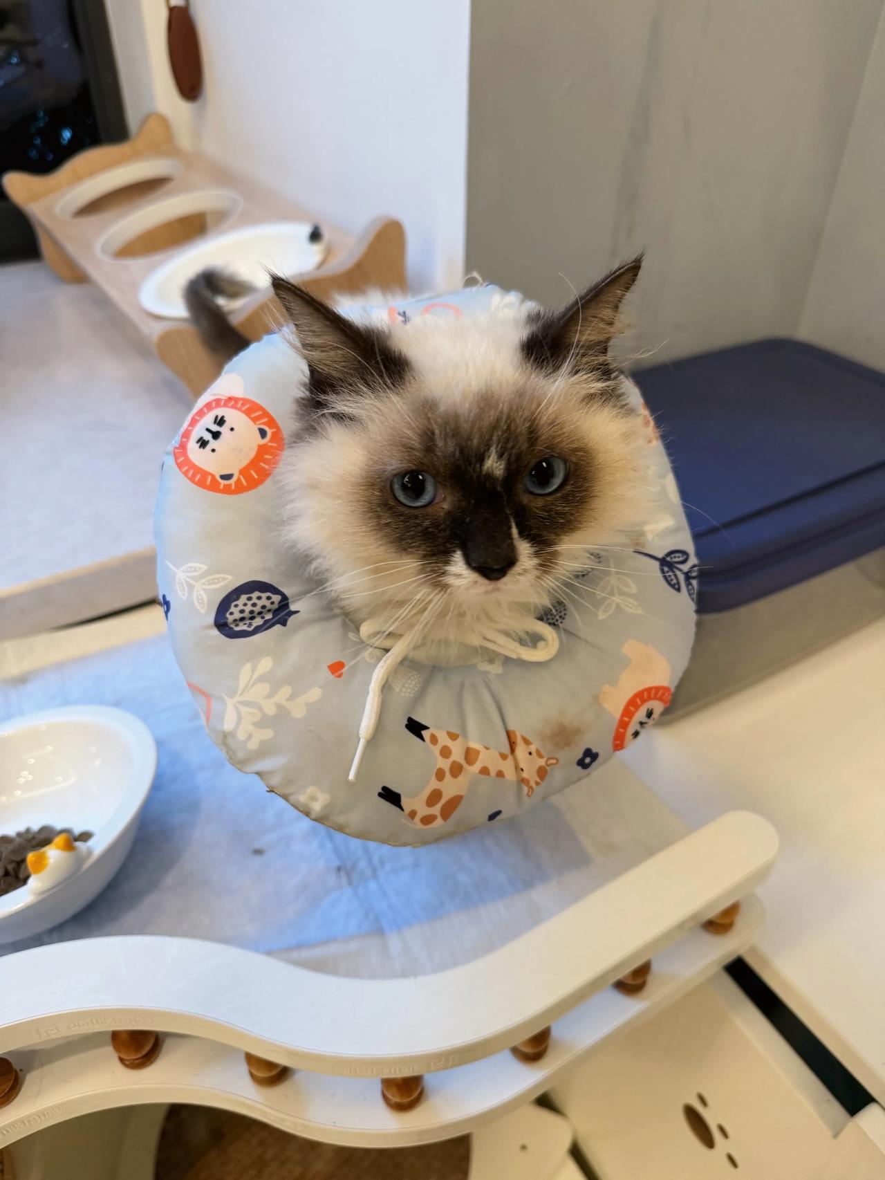 布布这两天拉肚子，应该是偷吃了大猫的猫粮。自己的饭是一口都不肯吃，无奈学凯悦姐姐