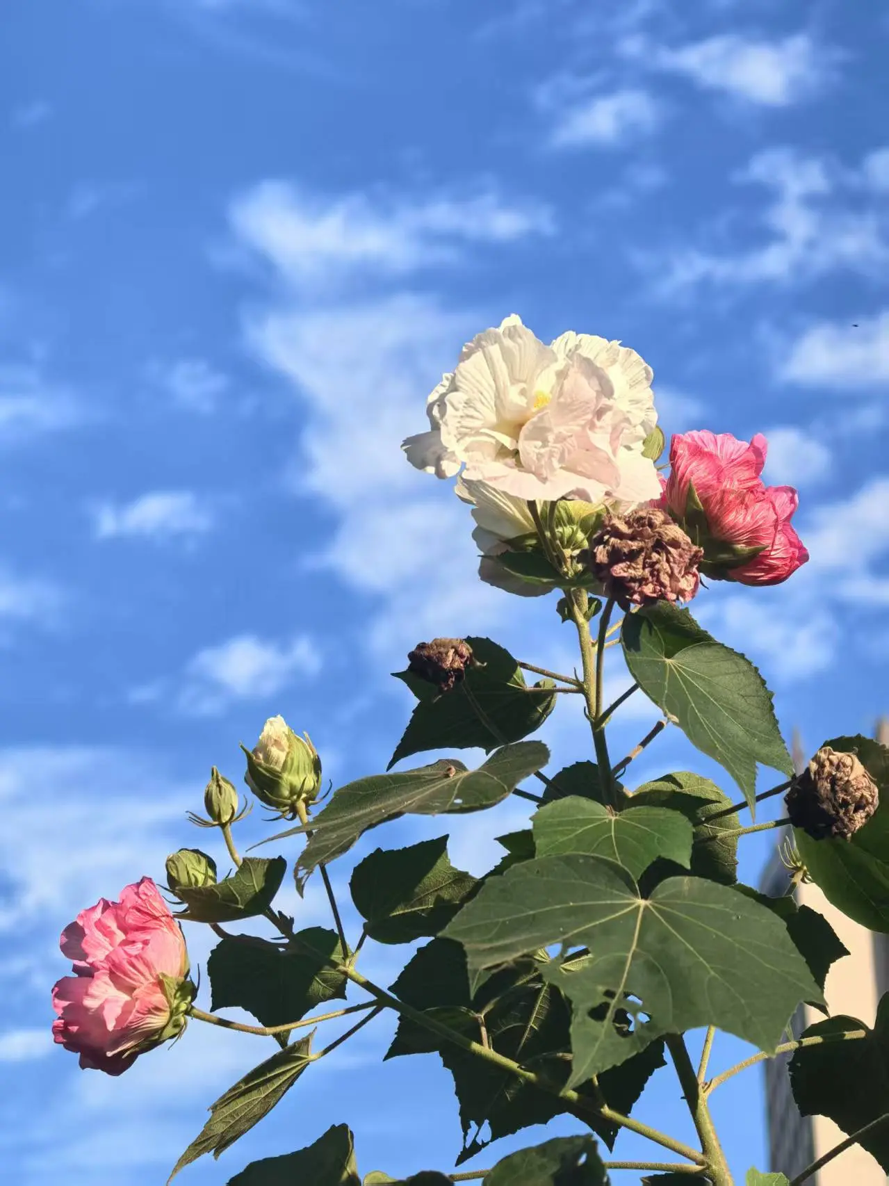 当你随手拍了一张照片。再配上这个bgm