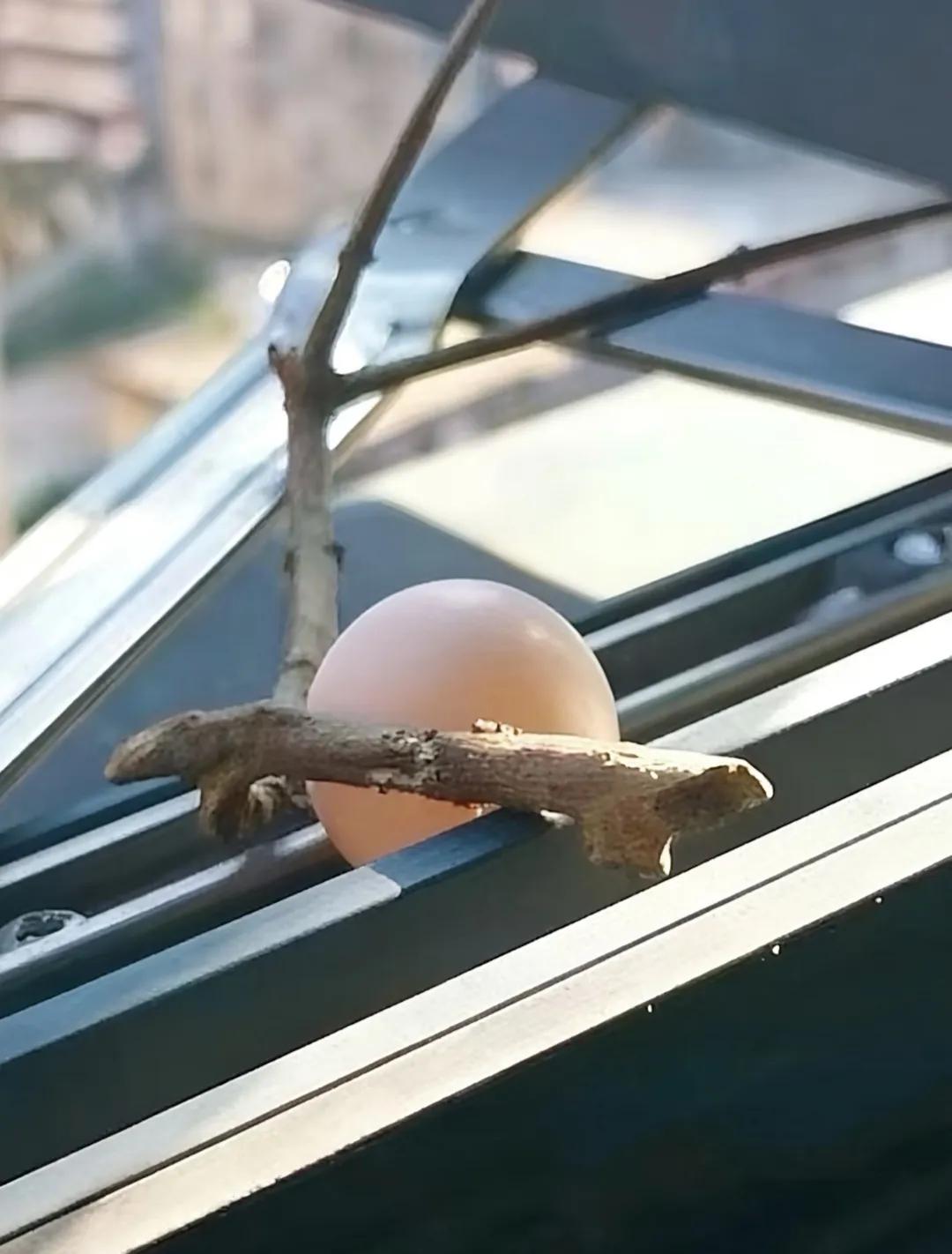 请问这根树枝的作用是什么？斯是陋室，鸟是真懒！