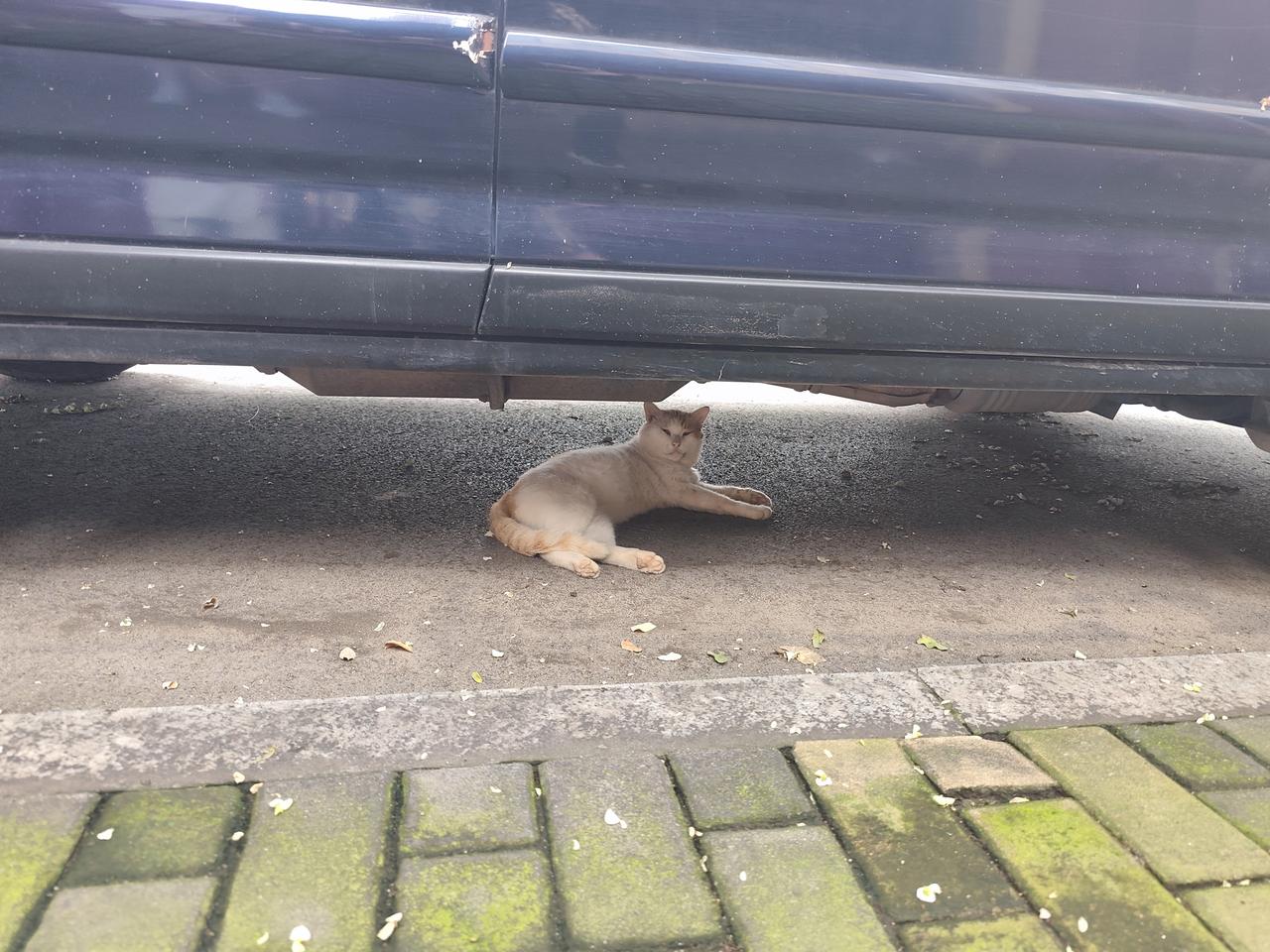 上班路上，邂逅一只美丽的小猫。
小猫猫在路边的车底乘凉，看到人，不跑也不叫，懒懒
