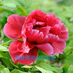 裴先生说山东高考