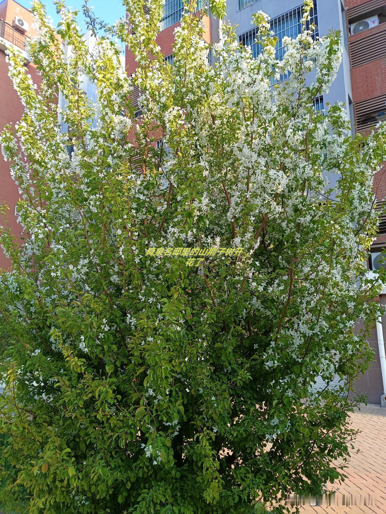 舜泉名邸东门花圃里，山荆子花缀满枝头，素白皎洁，清雅动人。初见时误以为是白海棠，