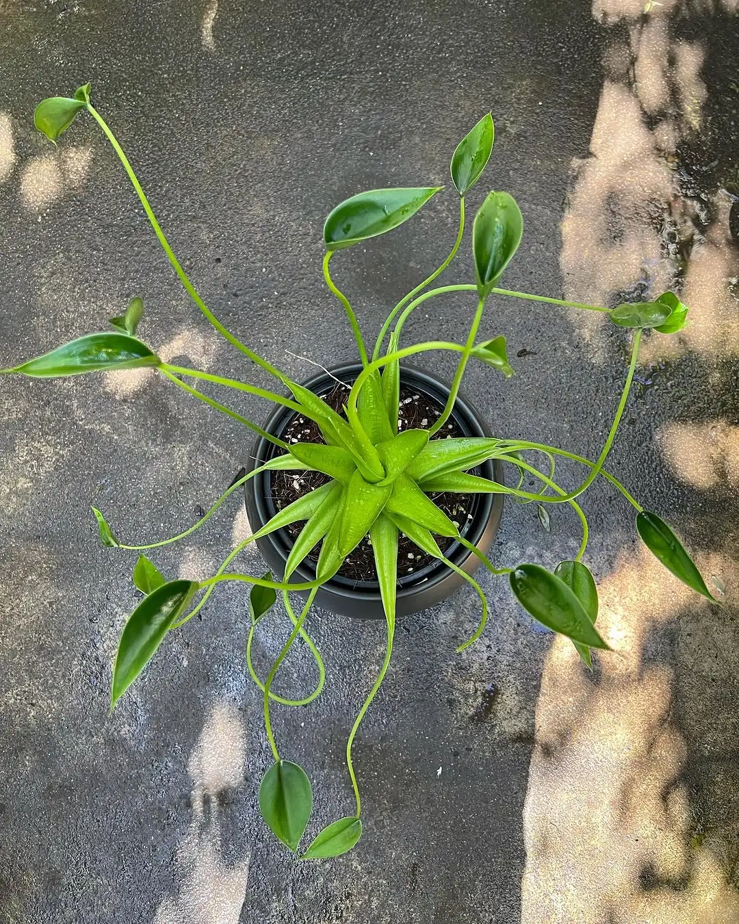 小舞者/千手观音