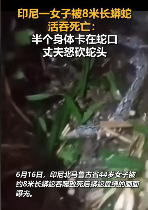太吓人了！6月16日报道，印尼一名44岁女子在自家农田赶牛时突然失踪，丈夫焦急之