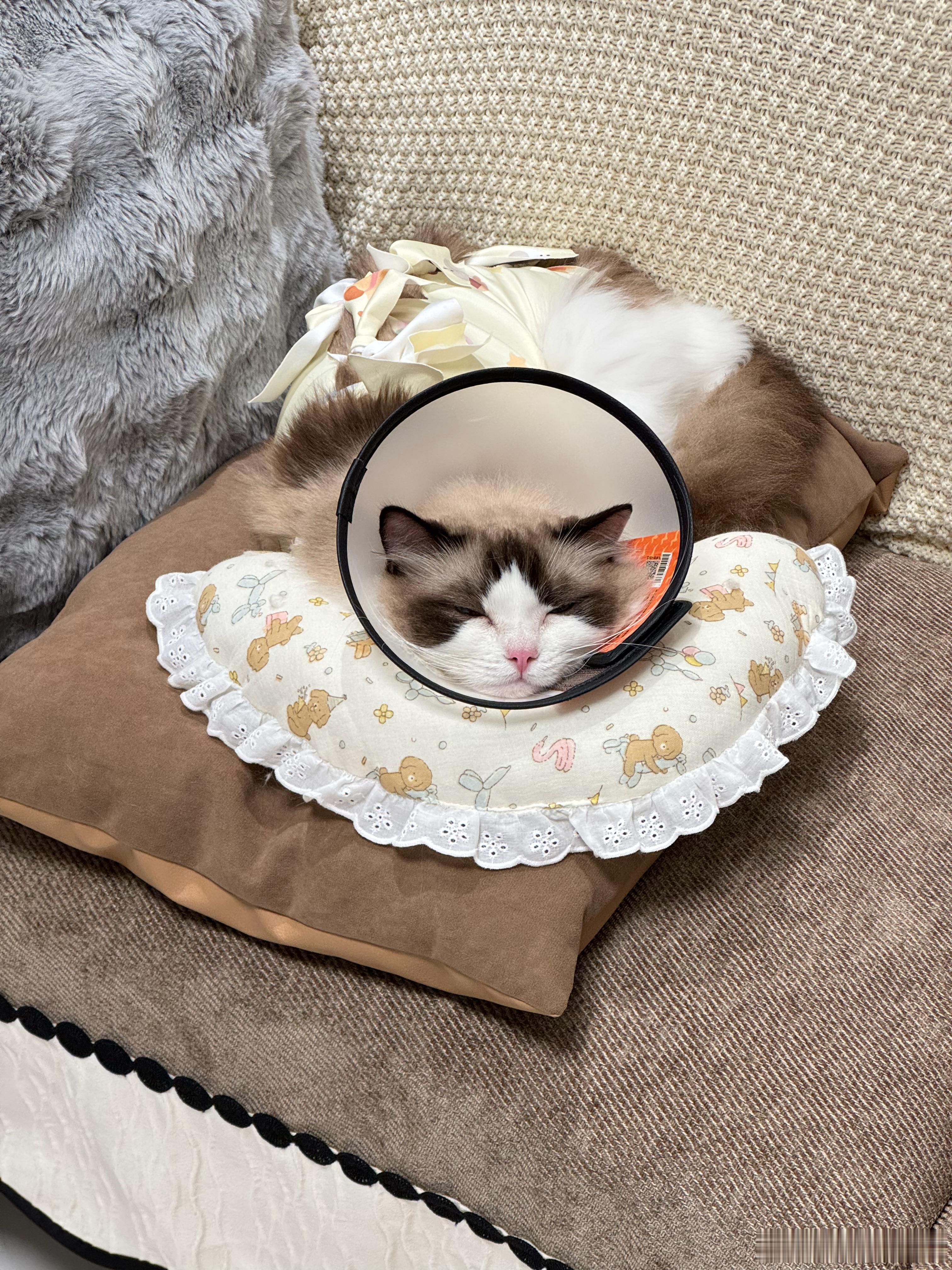 它好像很喜欢新枕头和床垫