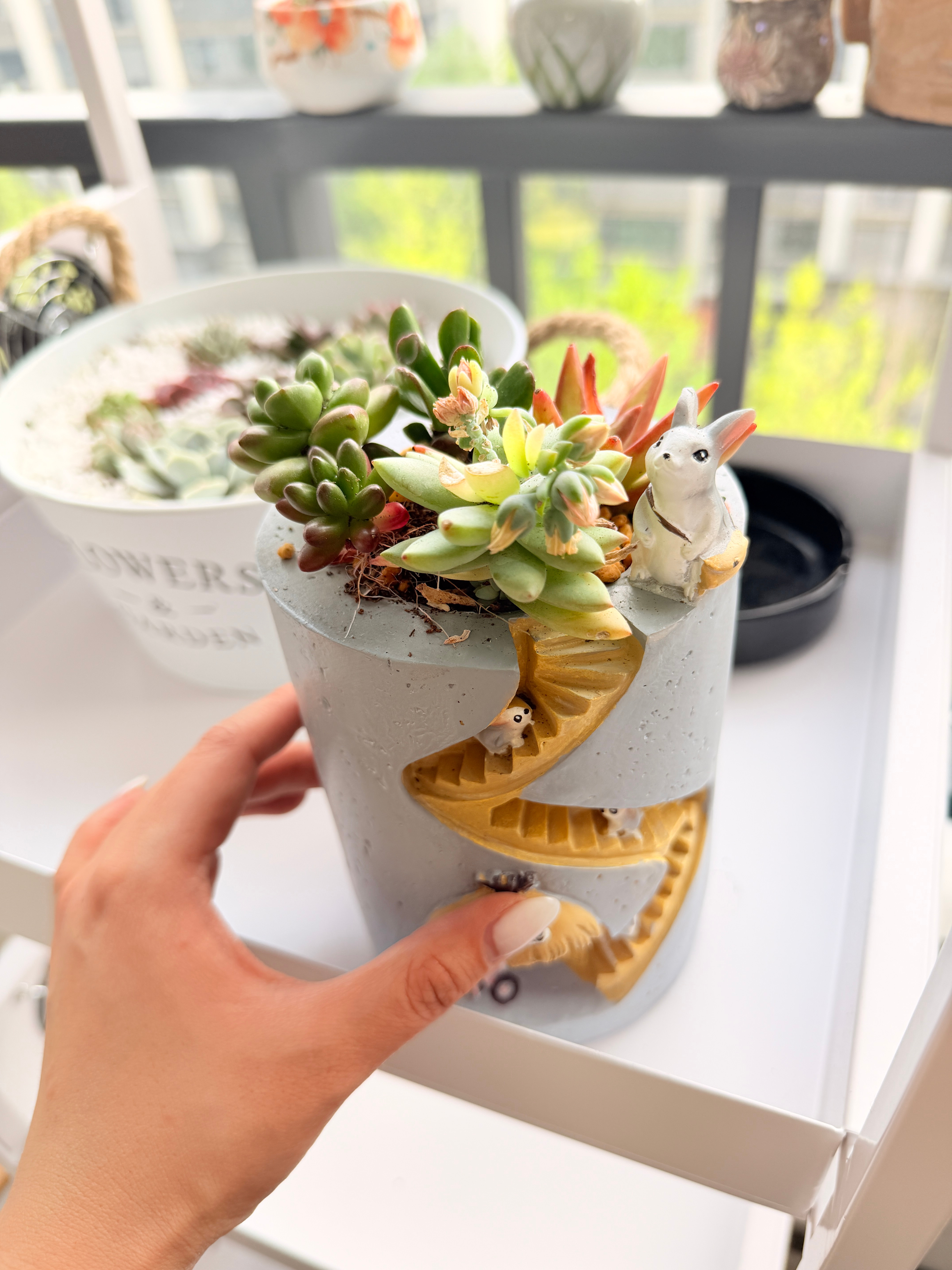 《我的那些花儿》🌸《它们都依旧灿烂》 合肥