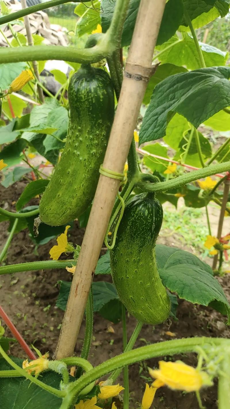 我妈一直觉得黄瓜是“万能健康菜”，不管是我减脂还是家里日常吃饭，都要顿顿安排上，