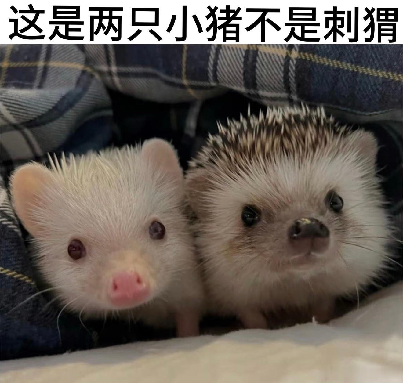 分享图片 