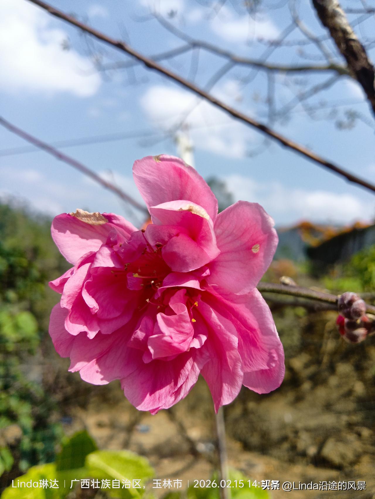 中国摄影圈正是春花浪漫时