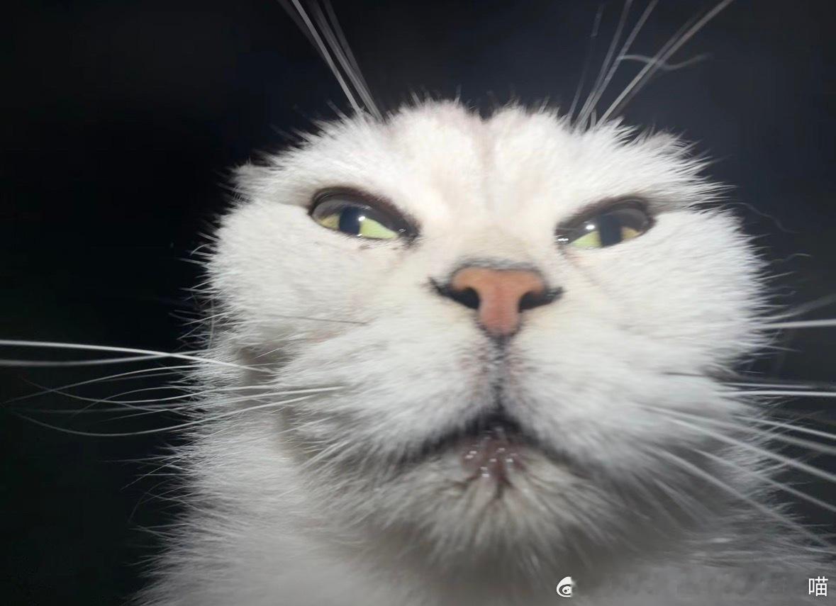 49061【丑猫】好朋友的猫，第一张像大叔，此猫主人心灵也丑频出猫猫丑照