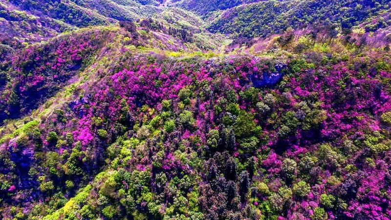 七绝 杜宇声声
十里出花十里风，
袅娜曳曳映山红。
滴滴露染胭脂泪，
杜宇声声春