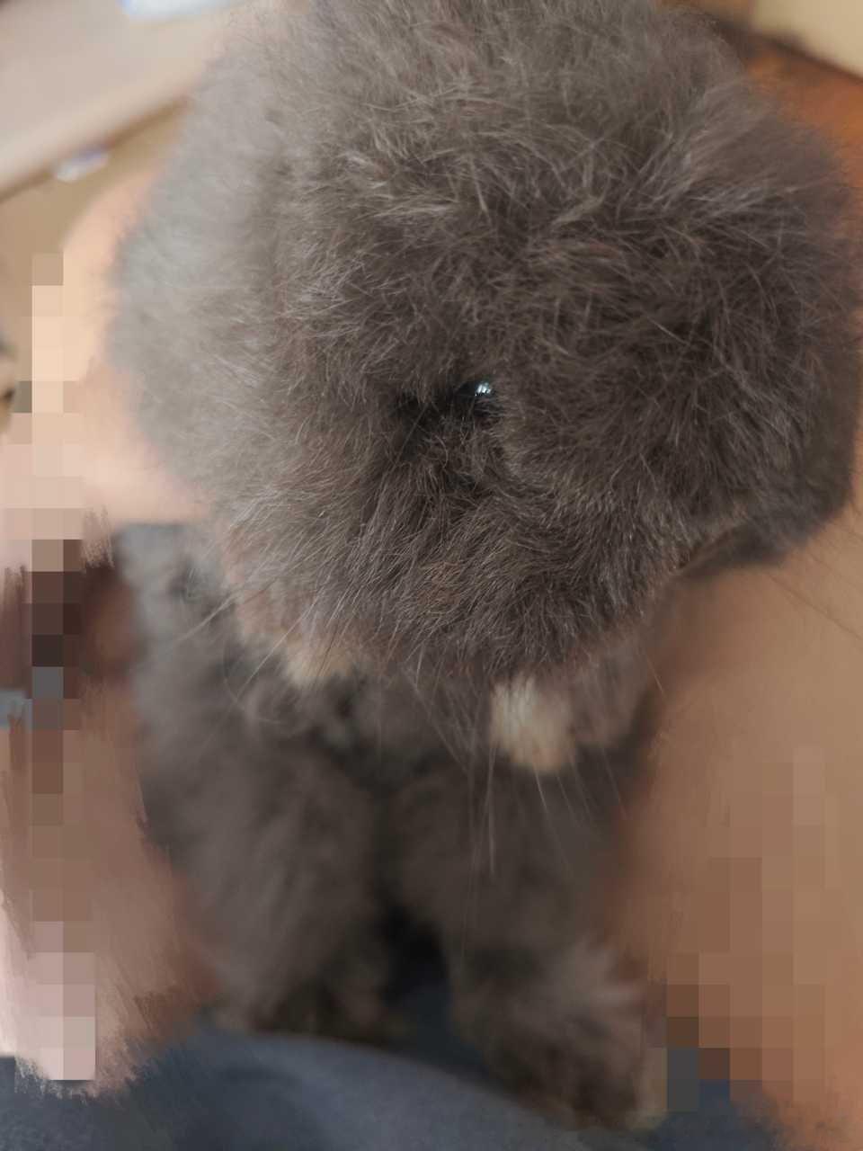 13574🐇【糖果】拆家被当场抓获，拍摄了十分可爱的嫌犯照片，已关十分钟禁闭 